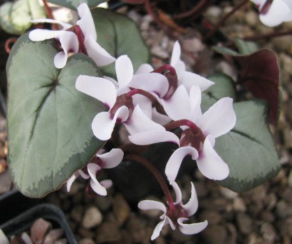 Cyclamen coum Maurice Dryden